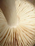 Megacollybia rodmani image