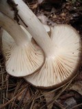 Megacollybia rodmani image