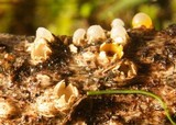 Sphaerobolus stellatus image