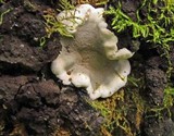Kretzschmaria deusta image
