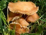 Marasmius oreades image