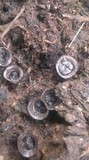 Cyathus olla image