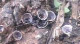 Cyathus olla image