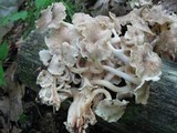 Polyporus umbellatus image