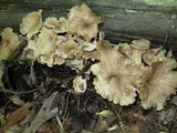 Polyporus umbellatus image