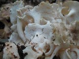 Polyporus umbellatus image