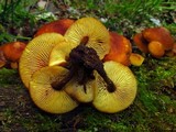 Xeromphalina tenuipes image