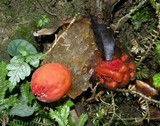 Calostoma cinnabarinum image