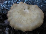 Polyporus leptocephalus image