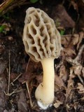 Morchella diminutiva image