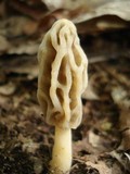 Morchella diminutiva image