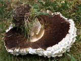 Agaricus crocodilinus image