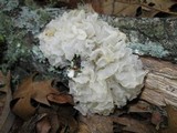 Tremella fuciformis image