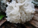 Tremella fuciformis image