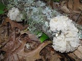 Tremella fuciformis image