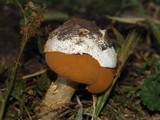 Battarrea phalloides image