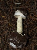 Battarrea phalloides image