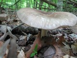 Megacollybia rodmani image