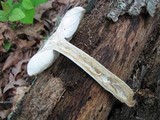 Megacollybia rodmani image