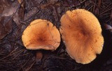 Lactarius volemus image
