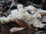 Tremellodendron pallidum image