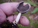 Helvella ephippium image