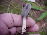 Helvella ephippium image
