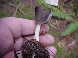 Helvella ephippium image