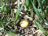 Stropharia coronilla image