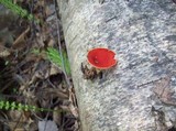 Sarcoscypha austriaca image