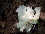 Pleurotus pulmonarius image