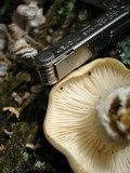 Pleurotus pulmonarius image