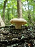 Pleurotus pulmonarius image