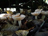 Hygrophorus pudorinus image