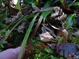 Tremellodendron pallidum image