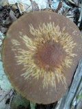 Psathyrella delineata image