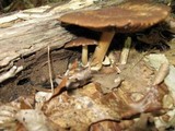 Psathyrella delineata image