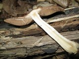 Psathyrella delineata image