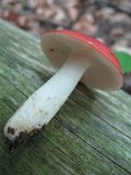 Russula silvicola image