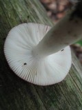 Russula silvicola image