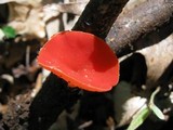 Sarcoscypha occidentalis image
