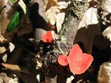 Sarcoscypha occidentalis image