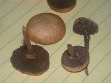 Stropharia coronilla image