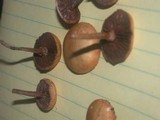 Stropharia coronilla image