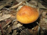 Xeromphalina tenuipes image