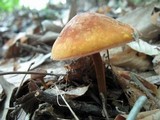 Xeromphalina tenuipes image