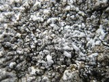 Physcia caesia image