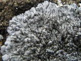 Physcia caesia image
