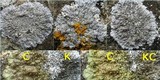 Physcia caesia image