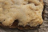 Polyporus brumalis image